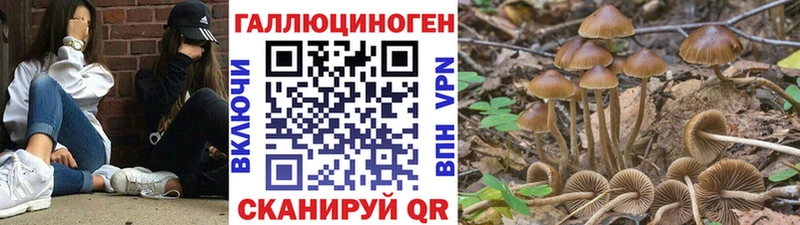 Галлюциногенные грибы Psilocybine cubensis  Черемхово 